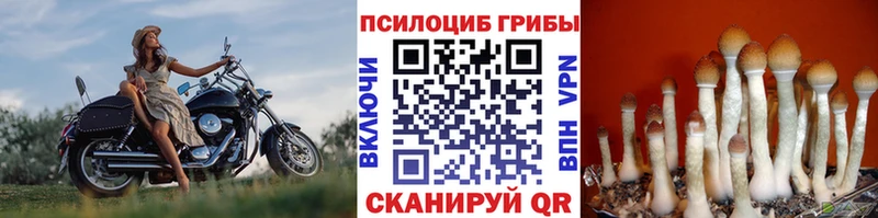 Псилоцибиновые грибы мицелий Боровичи